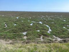 Saltmarshes looking spectacular as usual.